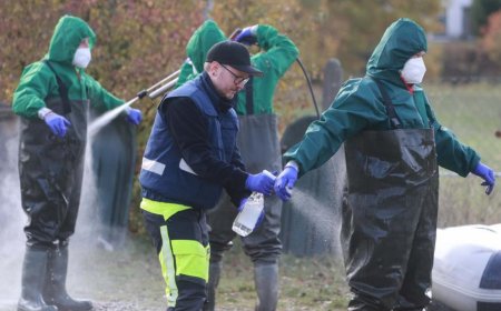 Almanya’da kuş gribi: Berlin yakınında 130 bin itlaf